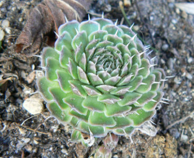 Orostachys_spinosa_090318_a.jpg