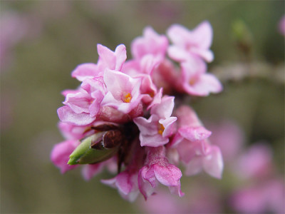 Daphne_mezereum_09.jpg