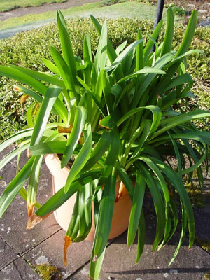 agapanthus_18_maerz.jpg
