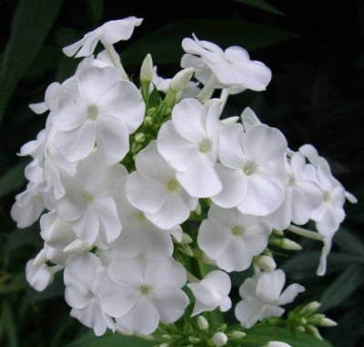 weierphlox.jpg