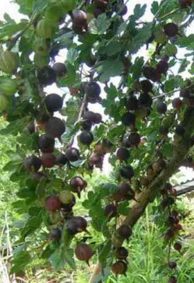 Schwarze_Honigbeere__07_unreif.jpg