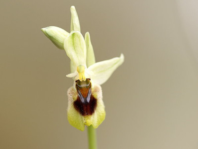 Ophrys_thenthredinifera.jpg