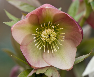 Apricot-Saemling-Mar1909.jpg