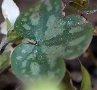 Hepatica-marmorata-Blatt-Mar-1909.jpg