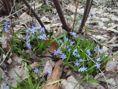 Scilla_bifolia_Auwald.jpg