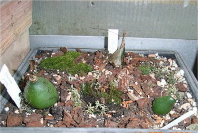 pleione-aurita-albiflora-forrestii.JPG