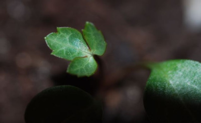 H._ballardiae_1._Blattchen.jpg