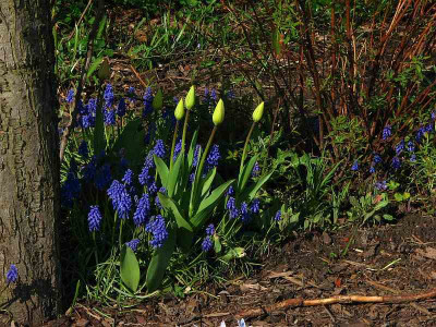 muscari.jpg