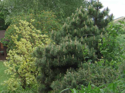 Pinus.jpg