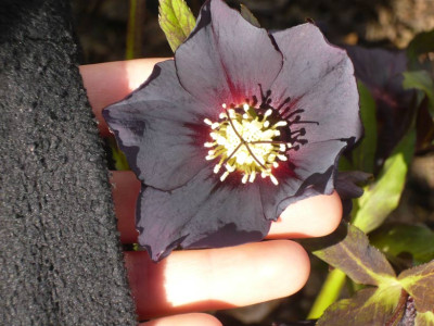 Helleborus-schwarz-1-.jpg