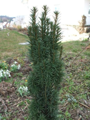 Taxus_b._fastigiata_robusta.JPG