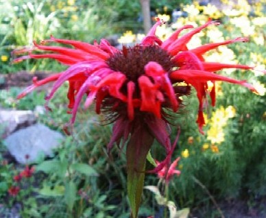 MonardaJacobCline.jpg