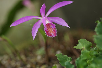 P-limprichtii09.jpg
