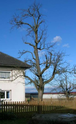 birnbaum_mit_20_sorten_bei_willi.jpg