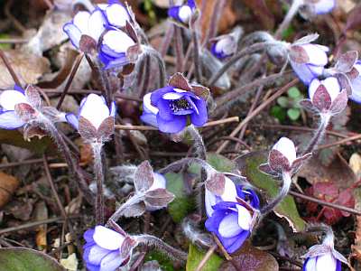 himmelblau-hepat.jpg