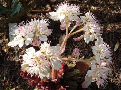 Chrysosplenium_macrophyllum_Blute_3.JPG