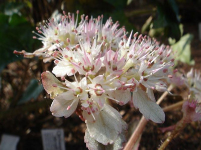 Chrysosplenium_macrophyllum_Blute_2.JPG