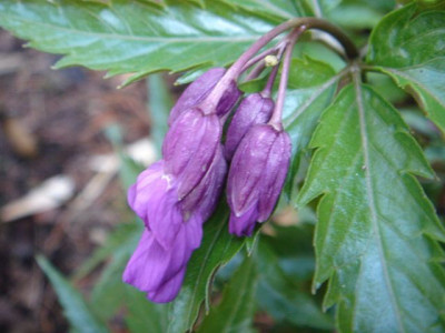 Cardamine_glanduligera_Blute1.JPG
