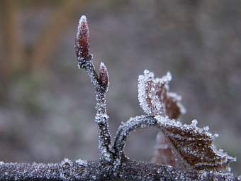 Reif-Knospe.jpg