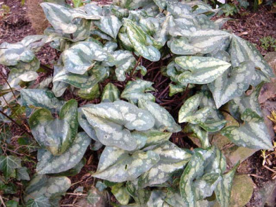 Asarum_splendens_Laub.JPG