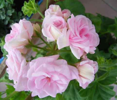 Pelargonien_roeschen.JPG