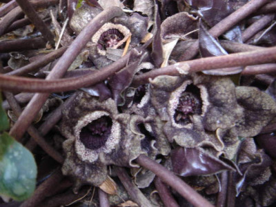 Asarum_splendens_Blute_.JPG