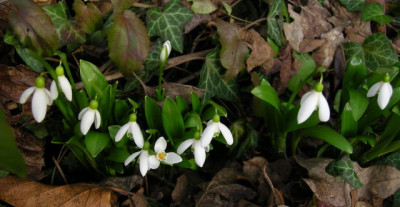 Galanthus_woronowii.JPG