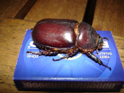 NashornkaferDSC02153-1jpg.jpg