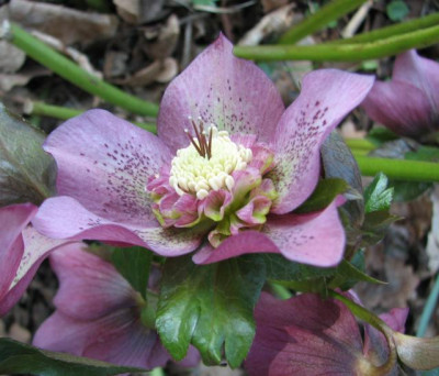 IMG_5248_alte_rosa_Anemone.jpg