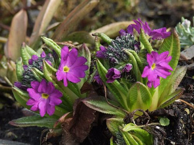 Primula_denticulata_kleinerFortschritt.jpg
