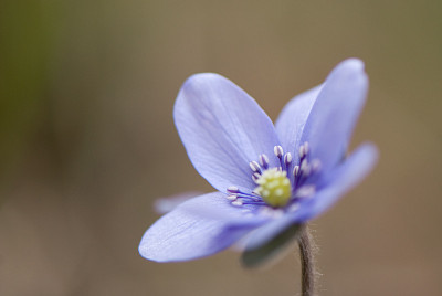 Hepatica_media_Himmelszauber-Mar2109.jpg