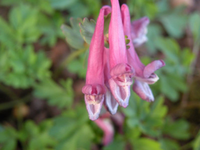corydalis.kolibri.JPG