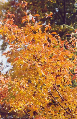Kopie_von_Acer_triflorum_Herbst_2003.jpg