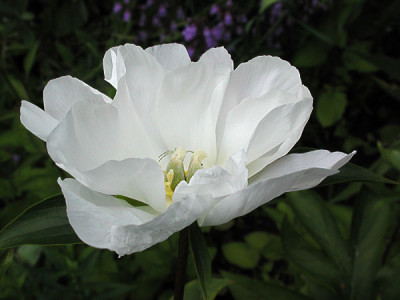 white-inno2.jpg