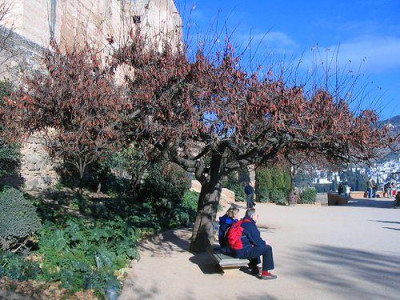 Cercis_siliquastrum.jpg