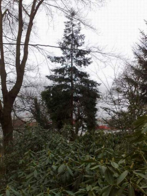 Kopie_von_22032009sequoia2.jpg