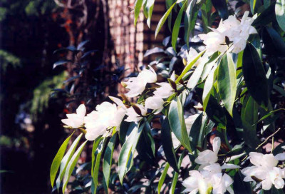Michelia_maudiae_2001.jpg
