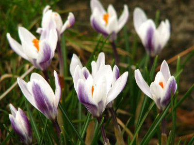 crocus_vergessen.jpg