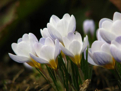 crocus_chrysanthus_blue_pearl.jpg