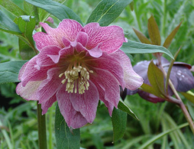 Helle-rot-gef6.jpg