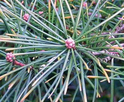 pinus_Delden_knospi.jpg
