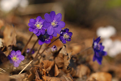 hepatica_nobilis_var_nobilis_dark_foto08.jpg