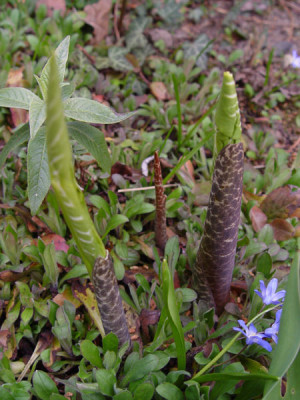 Dracunculus_vulgaris09_maer.jpg