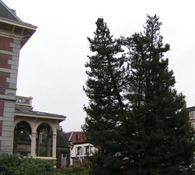 pinus_Delden_Total.jpg