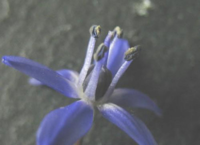Scilla_bifolia.jpg