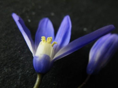 Chionodoxa_spec.jpg
