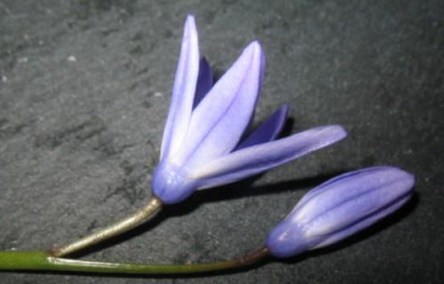 Blutenrohre_bei_Chionodoxa.jpg