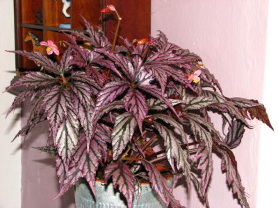 begonia_neu1.jpg