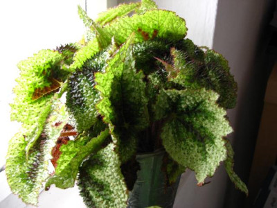 begonia_iron_cross.jpg