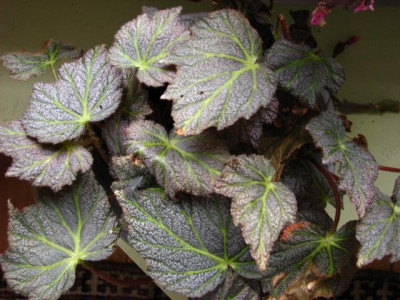 begonia_rex_sorte.jpg